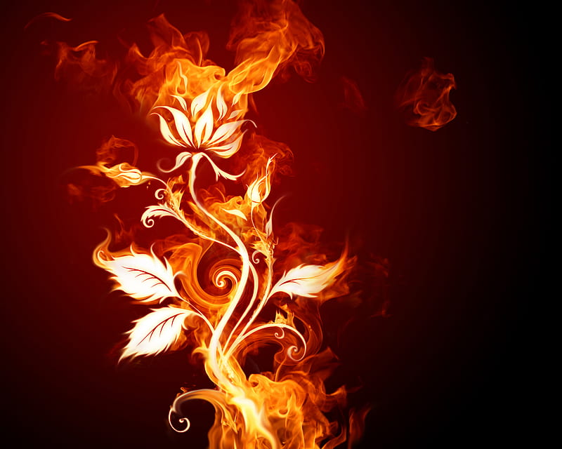 Rose on fire, flower, black, red, flames, HD wallpaper