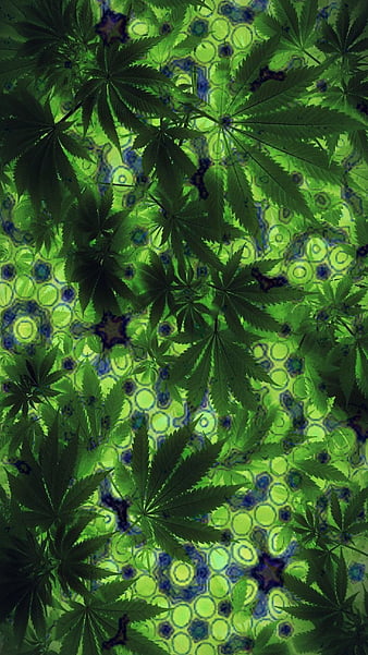 Quasicrystal Canna, cannabis, 420, marijuana, leaves, HD phone wallpaper