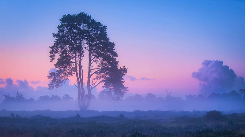 Summer sunrise in the Netherlands, sky, landscape, tree, colors, morning, mist, HD wallpaper