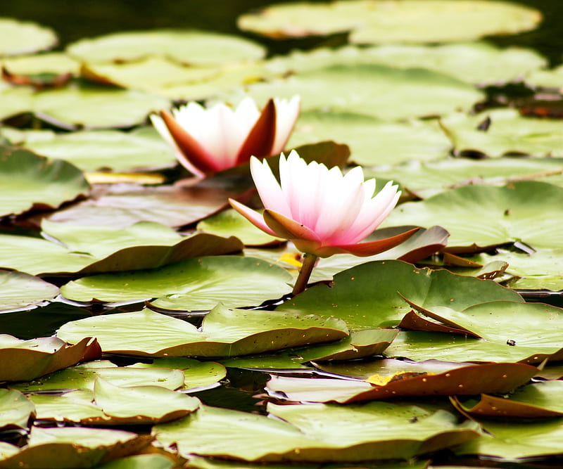 Zen Flower, green, lily, pad, pink, pond, water, white, HD wallpaper
