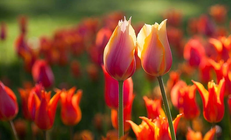 Lovely Tulips, Tulips, Pink, Orange, Lovely, Flowers, Nature, HD wallpaper
