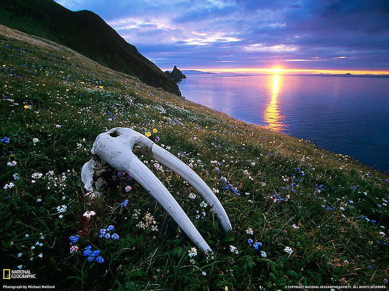 Walrus Skull Bristol Bay-National Geographic magazine graphy, HD wallpaper