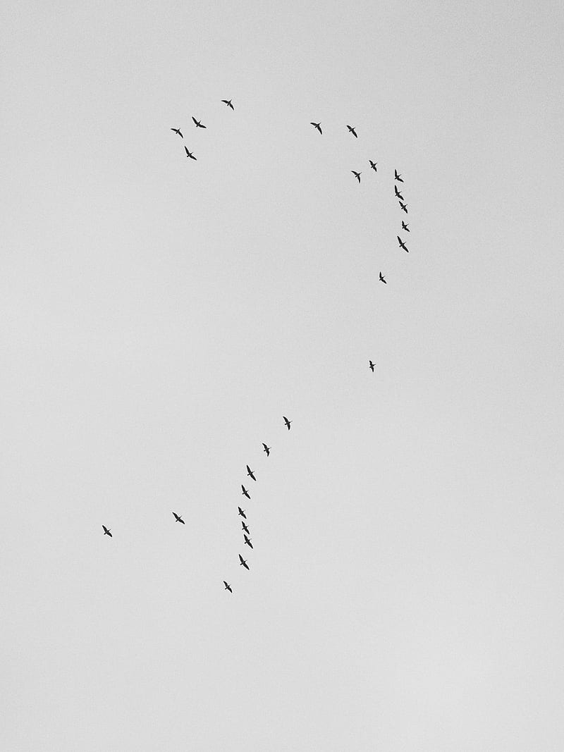 flock of flying birds, HD phone wallpaper