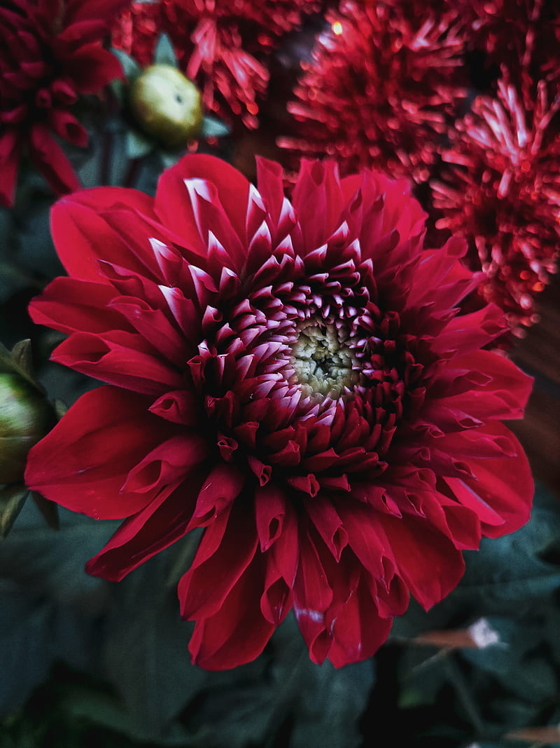 red dahlia in bloom during daytime, HD phone wallpaper