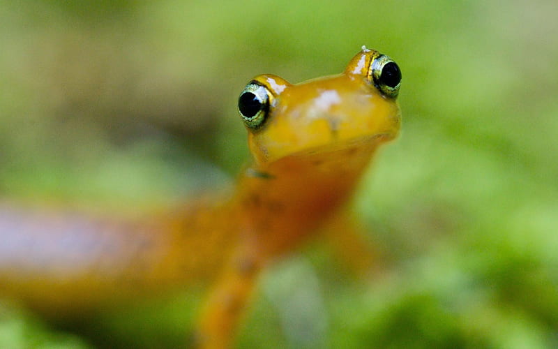 longtail salamander-Animal graphy, HD wallpaper