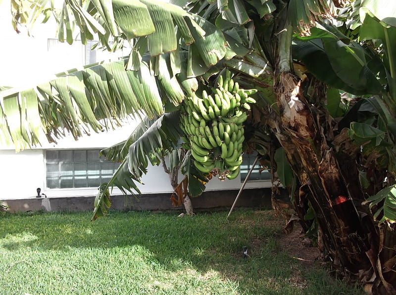 Banana tree, Holiday, Hotel, Sunshine, Bananas, HD wallpaper