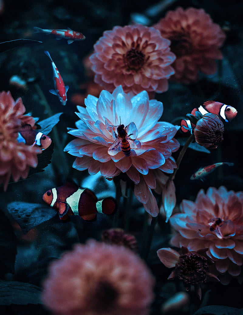 Maya Nemo, animal, bee, fish, nature, undersea, underwater, HD phone wallpaper