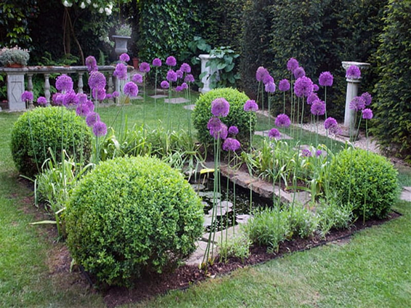 Formal Garden with Alliums, pond, purple, flowers, garden, nature, park, bushes, alliums, HD wallpaper