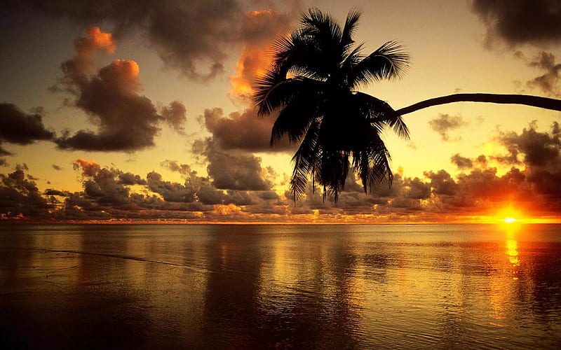 sunset, ocean, palm, coast, evening, tropical islands, HD wallpaper