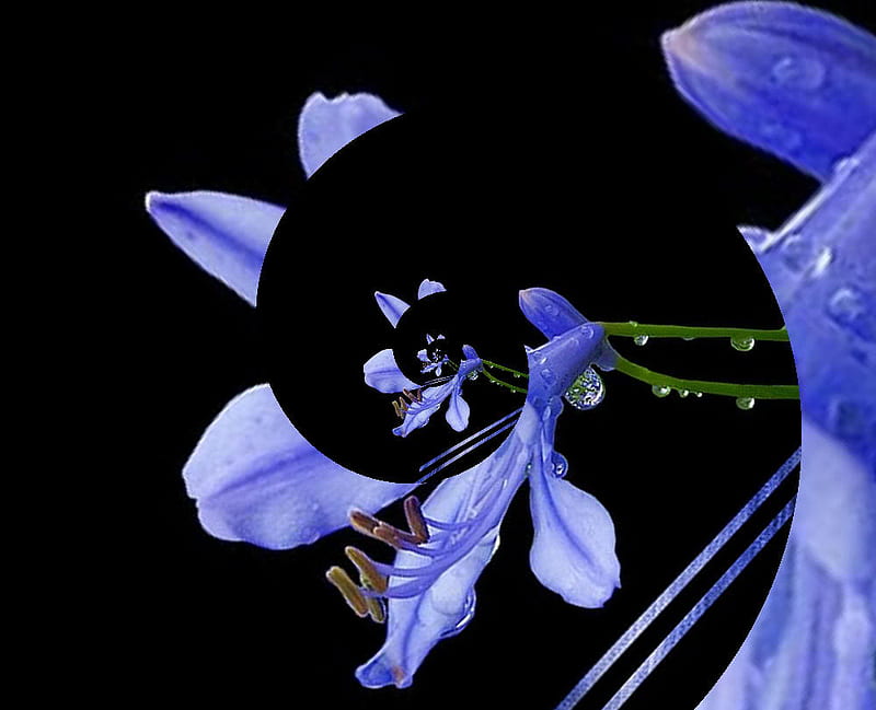 Blue Flower Dorset Fractal, dorset software, rose, fractal, flower, drops, HD wallpaper