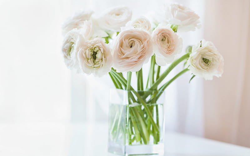 beautiful white bouquet, Ranunculus, white flowers, vase, HD wallpaper