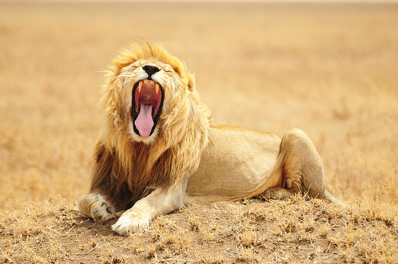 lion, grin, predator, king of beasts, big cat, wildlife, HD wallpaper