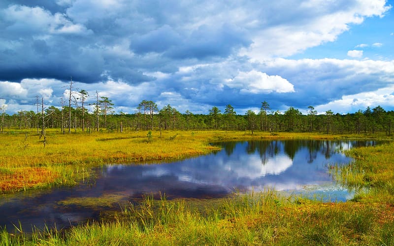 Viru bog, Harju County, Estonia, sky, water, reflections, trees, landscape, clouds, HD wallpaper