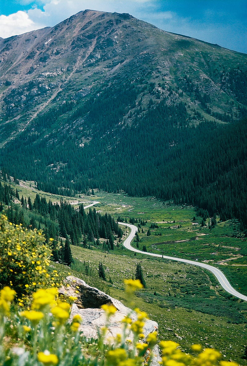 mountain, peak, road, trees, flowers, HD phone wallpaper
