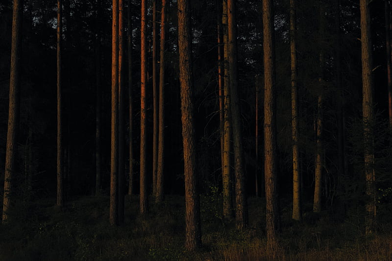 forest, trees, pines, dark, HD wallpaper