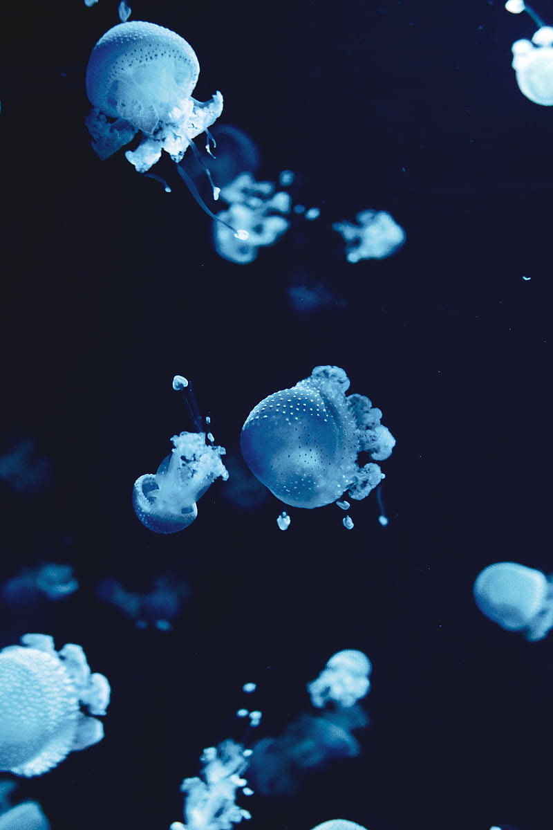jellyfish, underwater, water, macro, blue, HD phone wallpaper