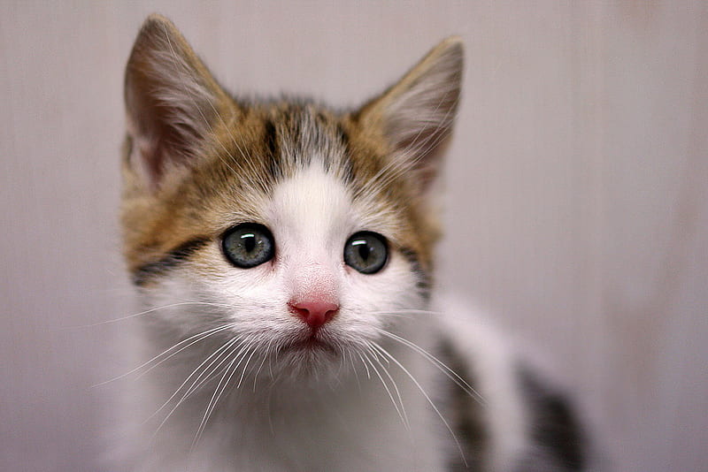 Sweet look!, feline, cat, kitten, animal, HD wallpaper