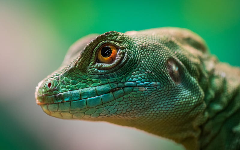 Green Lizard Reptile Macro , lizard, reptile, animals, macro, HD wallpaper