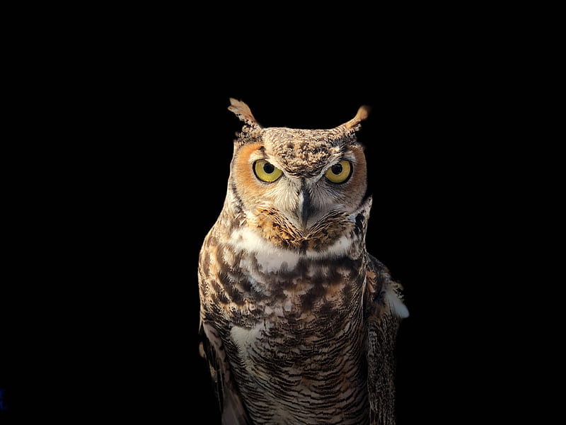brown owl on a dark place, HD wallpaper