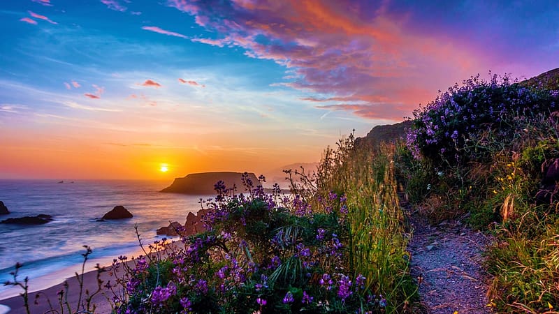 Goat Rock Beach, Sonoma Coast State Park, California, sky, rocks, ocean, sunset, pacific, coast, colors, usa, clouds, flowers, HD wallpaper