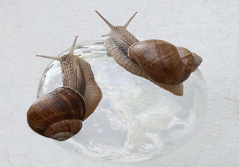 Two snails, globe, funny animals, snails, humorous, cute, nice, shell, funny, animals, HD wallpaper