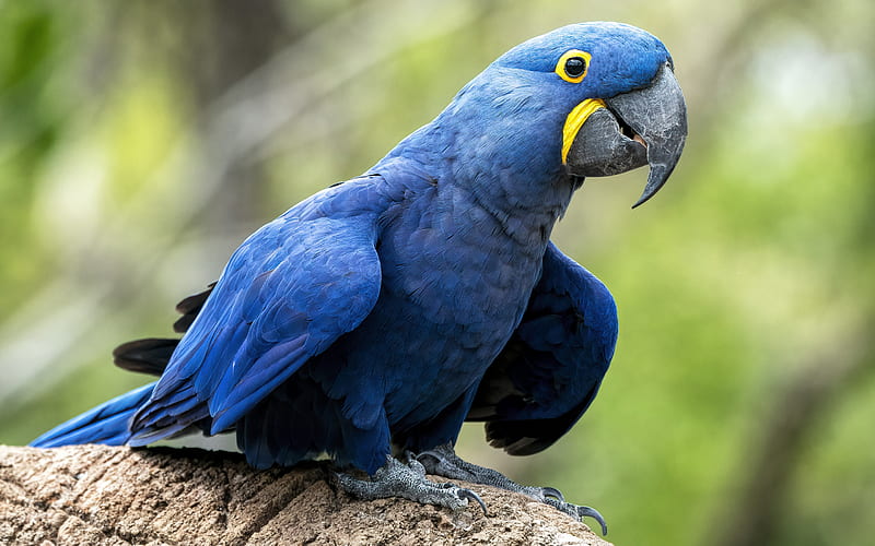 Hyacinth macaw, blue macaw, blue parrot, macaw, parrots, tropical birds,  blue big parrot, HD wallpaper | Peakpx
