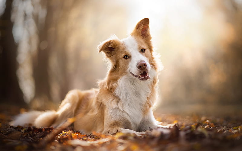 Border Collie, brown dog, pets, dogs, HD wallpaper