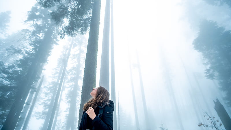 Girl Looking Towards The Tips Of Trees, graphy, trees, HD wallpaper