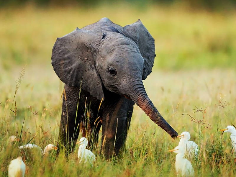 Nature Animals Cute Little Baby Elephant Wide in resolution, Girly Elephant, HD wallpaper