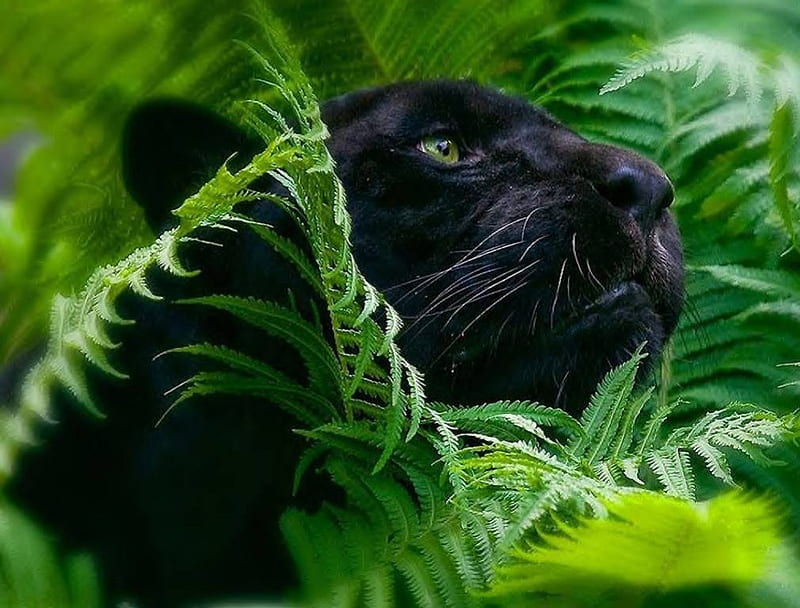 Black Panther, panther, big cat, trees, animal, HD wallpaper | Peakpx