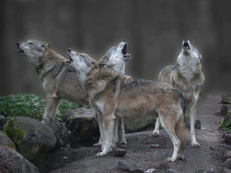 Listen To My Song, nature, wolves, animals, dogs, HD wallpaper