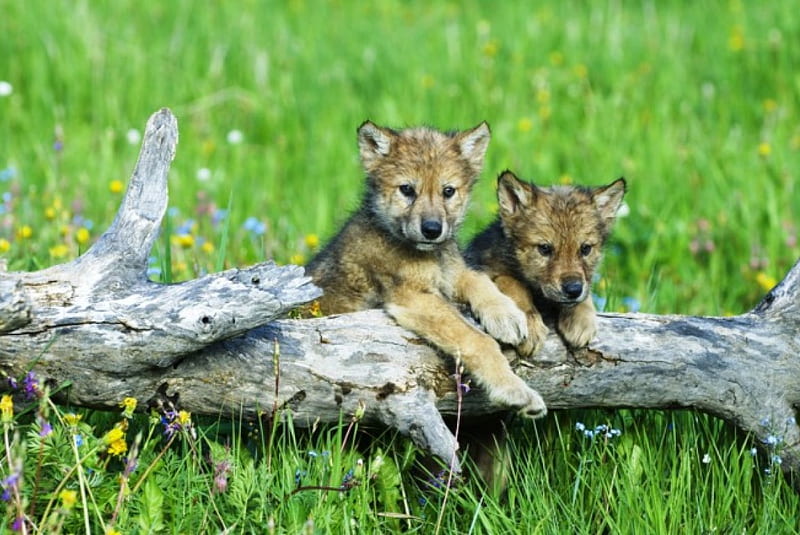Wolf Babies, tree-trunk, roof, grass, cubs, wolves, HD wallpaper