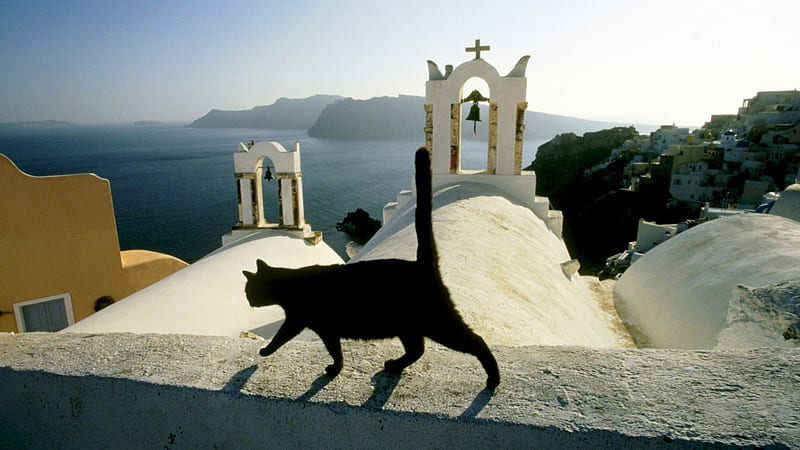 Santorini Stroll, Greece, Roof top, Cat, Santorini, HD wallpaper