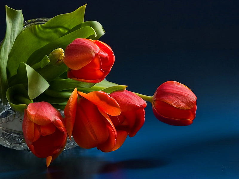 Bouquet of red tulips, red, pretty, lovely, bonito, elegance, nice ...