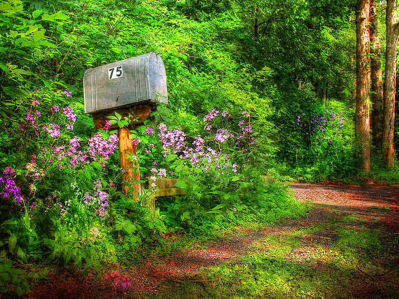 Mail box, forest, colorful, mail, sunlight, forest path, box, trees, green, flowers, path, nature, HD wallpaper