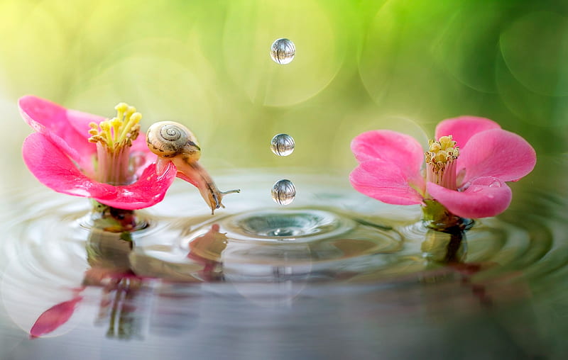 Snail on a flower, Macro, Drops, Water, Flowers, HD wallpaper