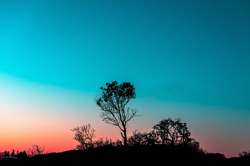 tree, bushes, outlines, twilight, evening, sunset, HD wallpaper