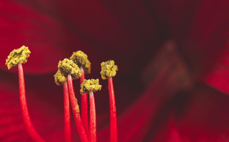 Red Amaryllis Flower Stamens Pollen Ultra, Aero, Macro, Flower, background, Pistil, Bloom, Closeup, Stamen, pollen, composition, flash, amaryllis, 60mm f/2.8, canon 7D, HD wallpaper