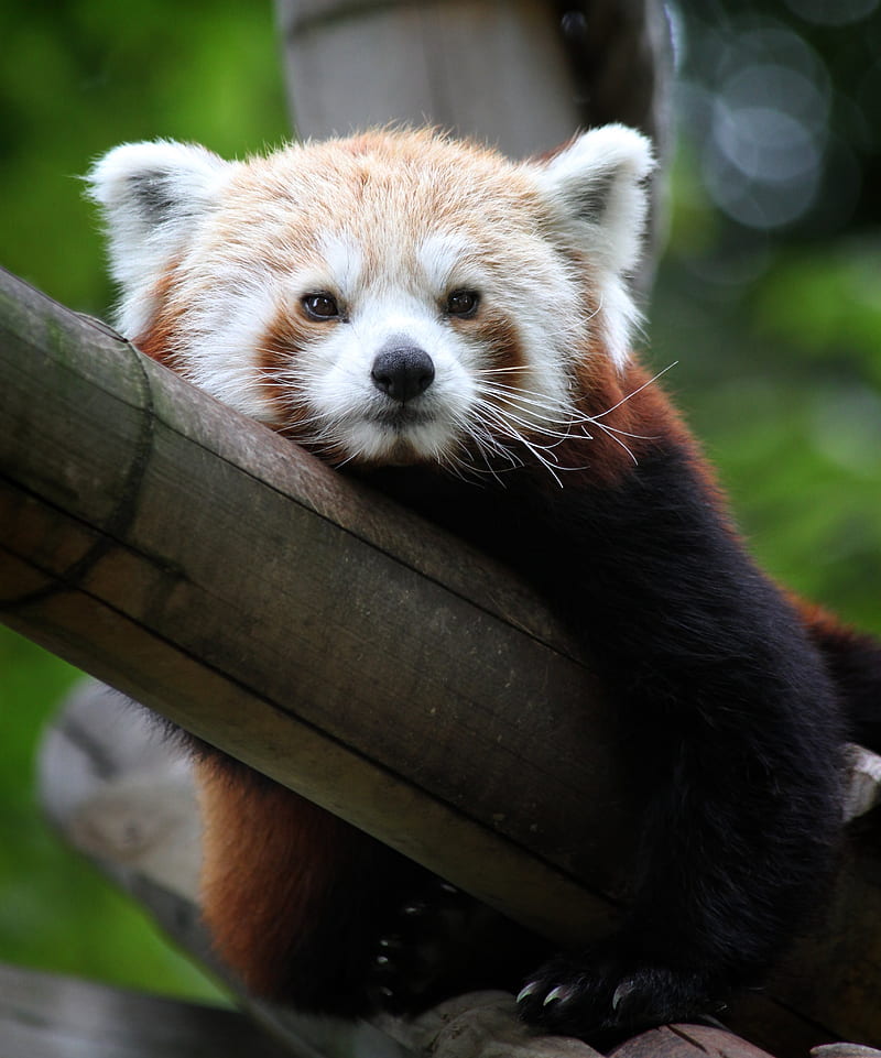 red panda, cute, face, bamboo, HD phone wallpaper
