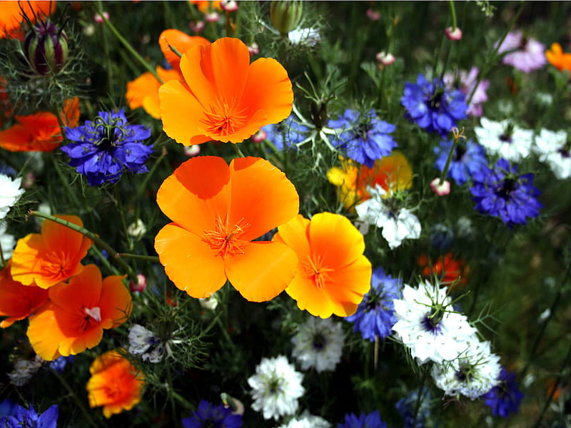 meadow, colourful, orange, nature, bonito, blue, HD wallpaper