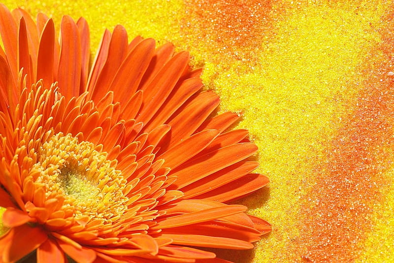 Colorful Gerbera, art, blossom, orange, flower, petals, HD wallpaper ...