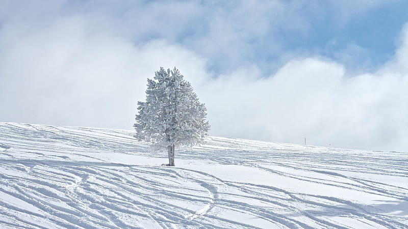 Snow Covered Tree Leaves Branches In Snow Field Fog Background Winter, HD wallpaper