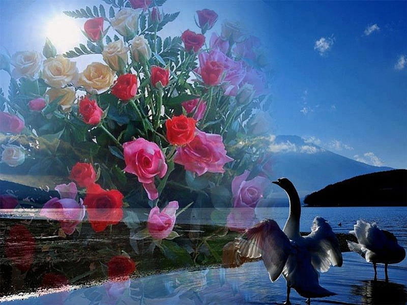 Dazzling roses of bouquet in the night, lovely, dazzling, roses, swan, sea, bouquet, mountains, color, blue sky, night, HD wallpaper