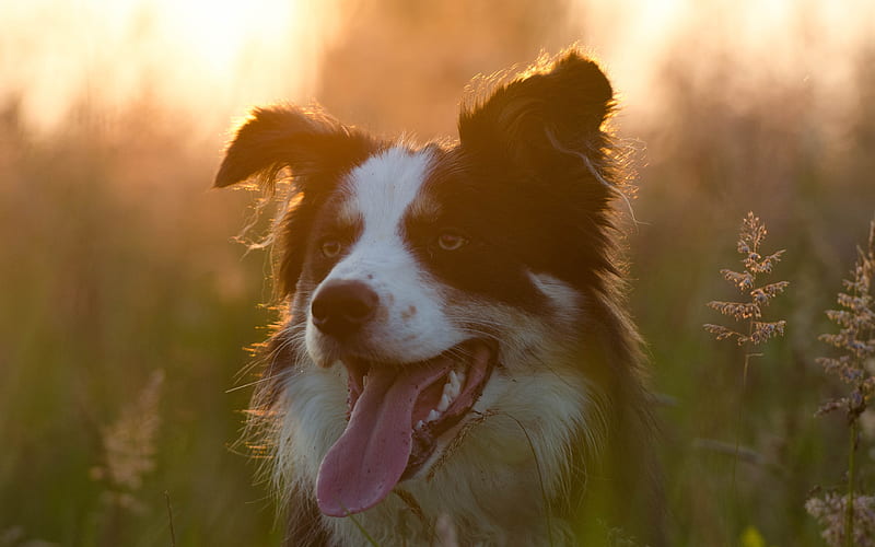 Australian Shepherd, close-up, Aussie, sunset, pets, dogs, Australian Shepherd Dog, lawn, Aussie Dog, HD wallpaper