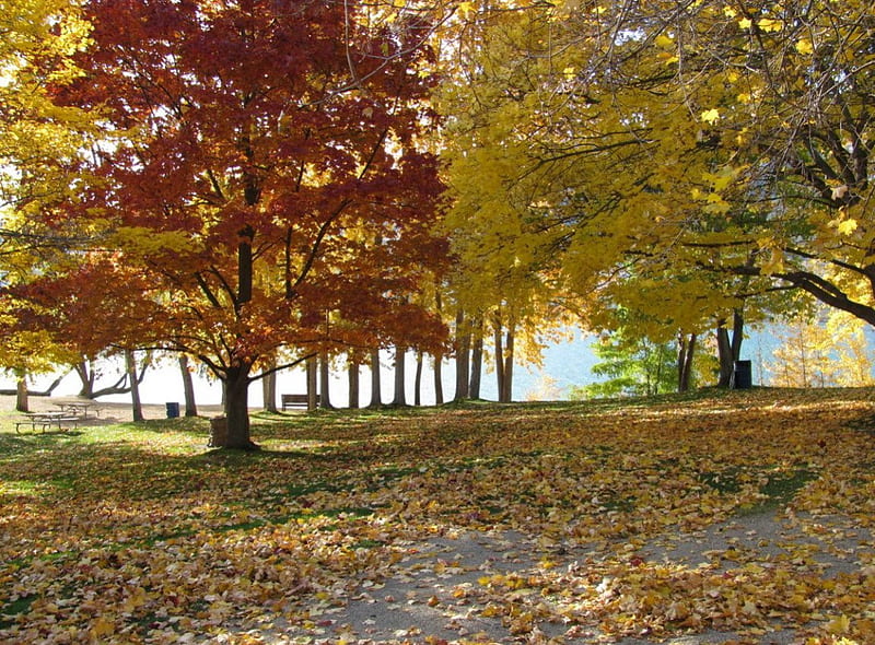 AUTUMN IN THE OKANAGAN, bench, autumn, park, trees, HD wallpaper | Peakpx