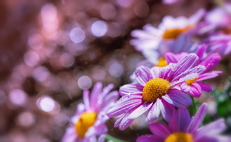 Marguerite daisy, flower, bonito, bokeh, daisy, pink, HD wallpaper