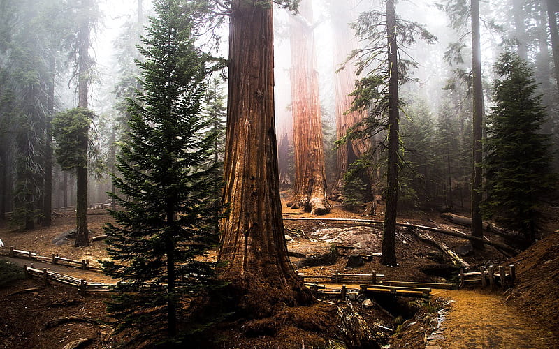 tall trees, old forest, sequoia, redwood, HD wallpaper