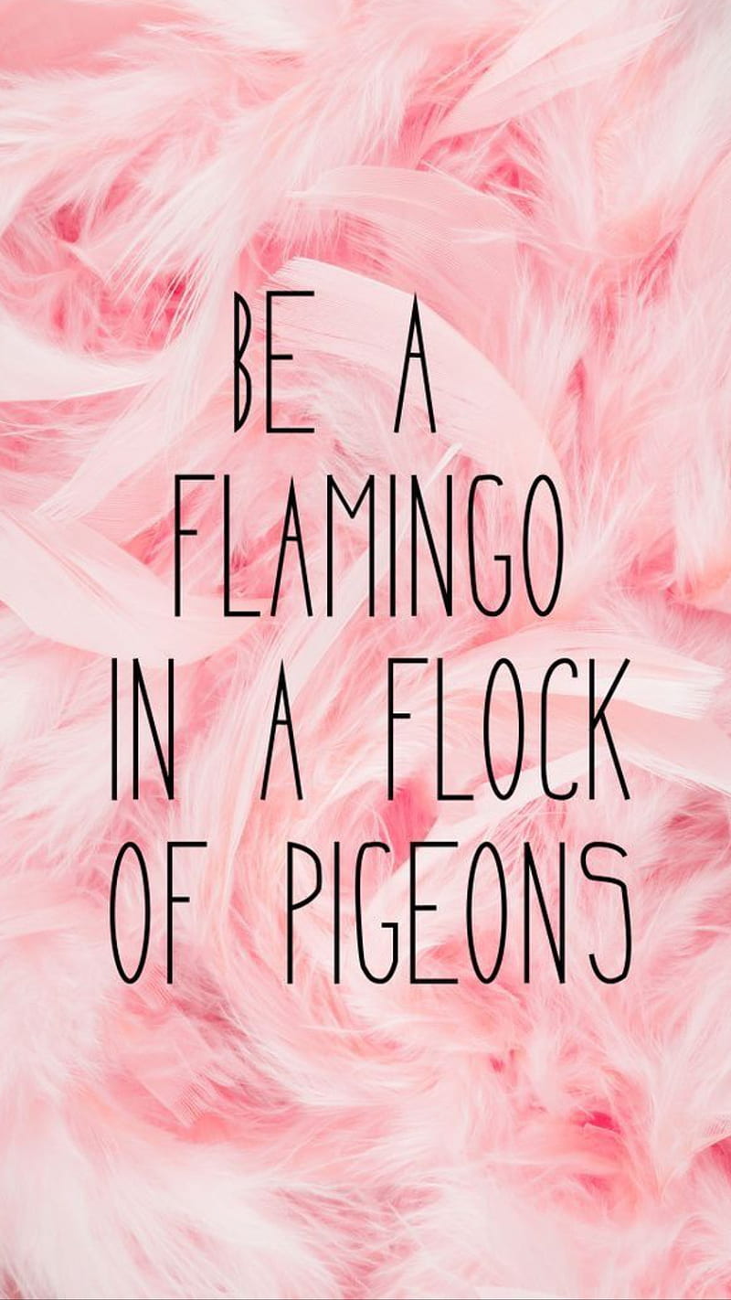 Flamingo, feathers, pigeons, pink, pink feathers, quote, HD phone wallpaper