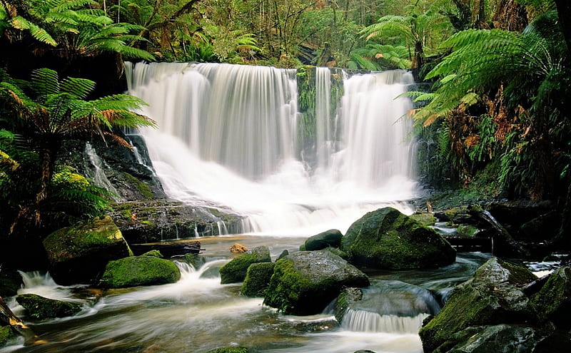 Horseshoe Falls, Waterfall, Jungle, Nature, Tasmania, HD wallpaper