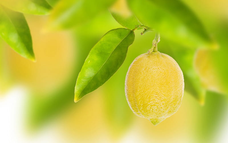 *** Lemon tree...***, tree, fresh, fruits, nature, lemon, HD wallpaper